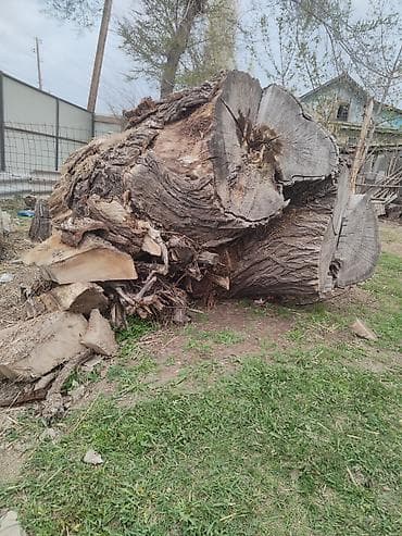 Отдам даром крупные стволы и корни спиленного дерева. - Толстые чурки