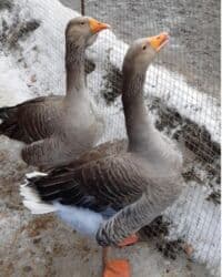 Продаю гусей 4 штуки молодые по 1500 сом и индоуток 5 шт по 700 сом