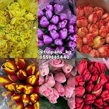 столы в рассрочку: СВЕЖИЕ тюльпаны к 8 Марта 🌷 Голландские луковицы 🇳🇱 | 40–50 см Опт и — 3