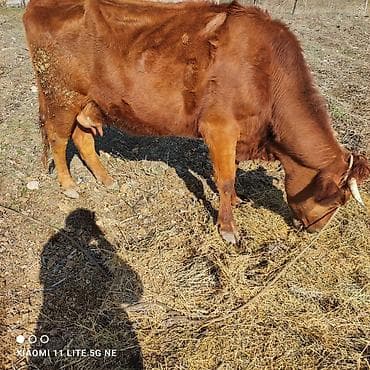 продаю барана: Продаю | Корова (самка) | Для разведения | Привязанные — 2