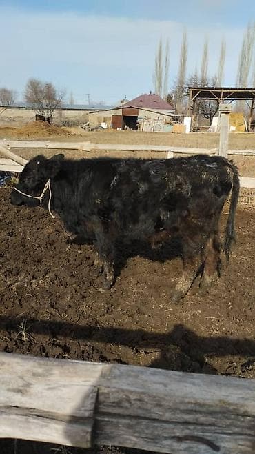 продаю тук: Продаю | Бык (самец) — 1
