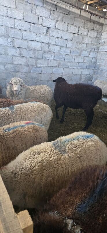 алабай в добрые руки: Продаю | Овца (самка) | Полукровка | На забой | Ярка — 4