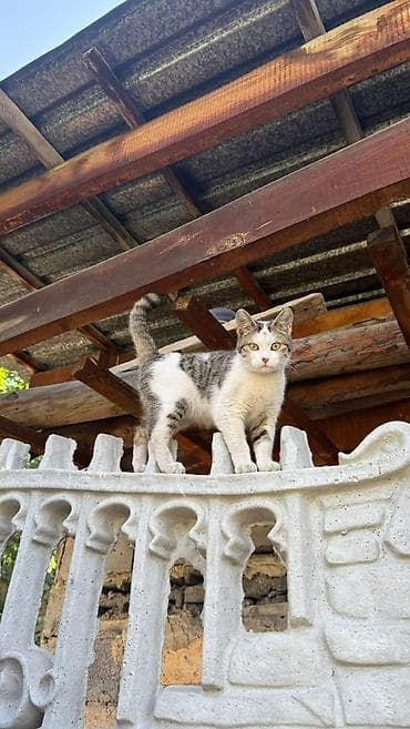 балкон для кошек: Котенок ищет свой дом и любящих хозяев. Очень ласковая, домашняя - — 4