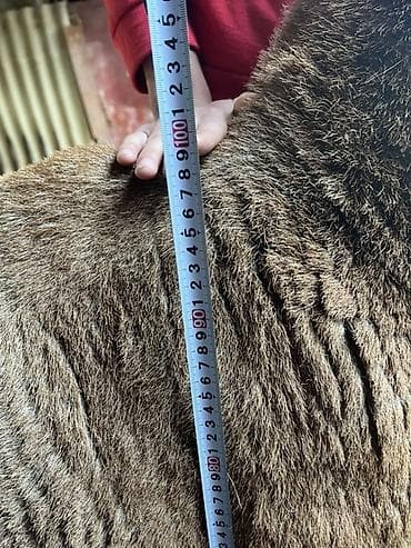 порода комару: Продаю | Баран (самец) | Для разведения | Племенные — 4