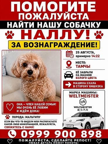 Собаки: 🚨 ПОМОГИТЕ, ПОЖАЛУЙСТА, НАЙТИ НАШУ СОБАЧКУ НАЛЛУ! 🚨 🐶 Кличка: Налла 🐾 — 1