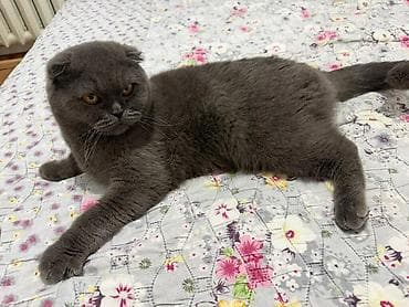 кошка балыкчы: Скотиш Фолд (Шотландская вислоухая), 1 год, Девочка, С прививками — 5
