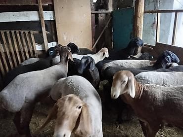 ат баши: Продаю | Ягненок, Баран (самец) | На забой, Для разведения | Осеменитель — 1