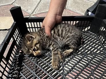 кошка домашный: 1 месяц, Мальчик — 3
