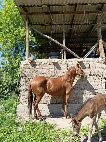 козу сатылат бишкек: Сатам | Бээ (ургаачы) | Аргын | Көбөйтүү үчүн | Асыл тукумдуу — 4