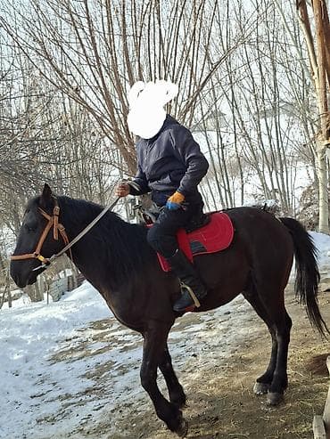 Продаю | Конь (самец) | Полукровка | Конный спорт