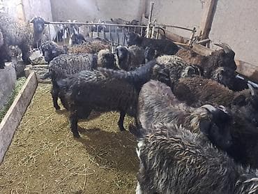 кой айдайт: Сатам | Эчки (ургаачы) | Аргын | Көбөйтүү үчүн — 4