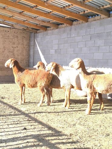 Продаю | Овца (самка), Ягненок | Арашан | Для разведения | Ярка — 3
