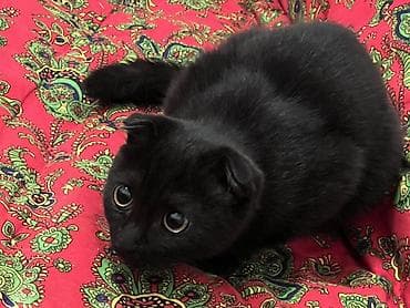 скоттиш фолд кот: Шикарный шотландский вислоухий кот 🖤 Редкий чёрный окрас, очень — 1