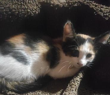сеамская кошка: Трехцветный домашний котенок (черный/рыжий/белый окрас, «черепаховый» — 1