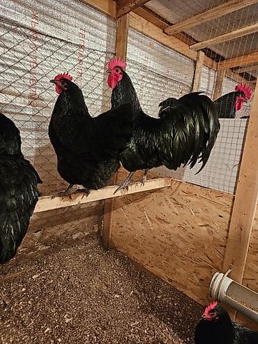 Зоотовары: Продаю | Куры | Для разведения — 5