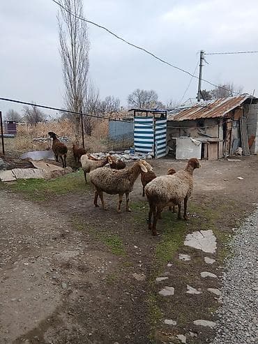 козулу: Продаю | Овца (самка) | Для разведения | Матка — 4