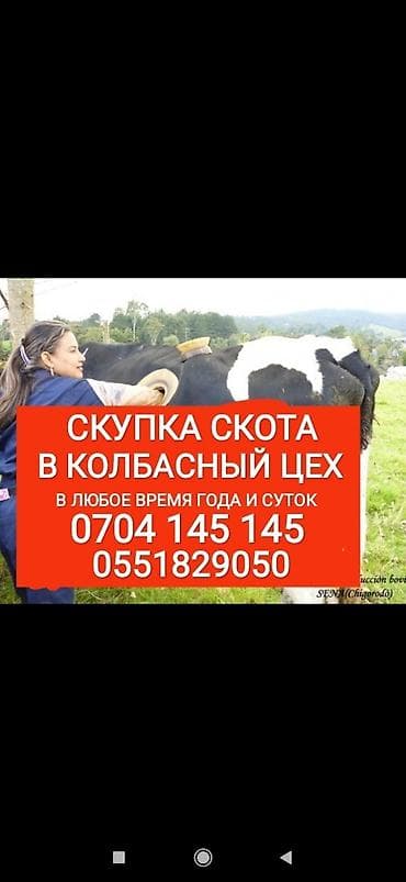 куры в токмаке: Частное лицо, Колбасный цех : Коровы, быки, Лошади, кони, Другие с/х животные, | Круглосуточно, Любое состояние, Забитый — 1