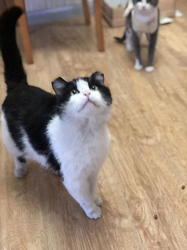 кот мальчик: Кошка возраст год стерилизована привита приучена к лотку обработана от — 2