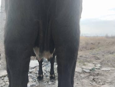 я ищу корова: Продаю | Корова (самка) | Для молока | Привязанные — 4