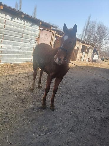 Башка жаныбарлар: Сатам | Тай | Аргын | Көбөйтүү үчүн — 3