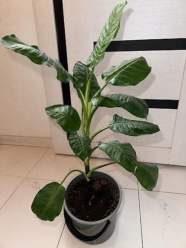 Диффенбахия (Dieffenbachia) в горшках

Большой 3500
Маленькие по 2500
