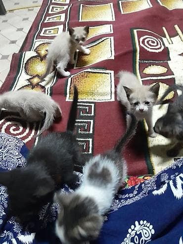 котик 1 месяц: Г. Манас. Жалал-Абад. котята, мышык, отдам даром в хорошие руки — 1