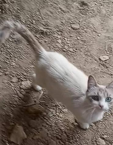 животные в добрые руки: Котята домашние от кошки с яркими голубыми глазами и светлым окрасом — 2
