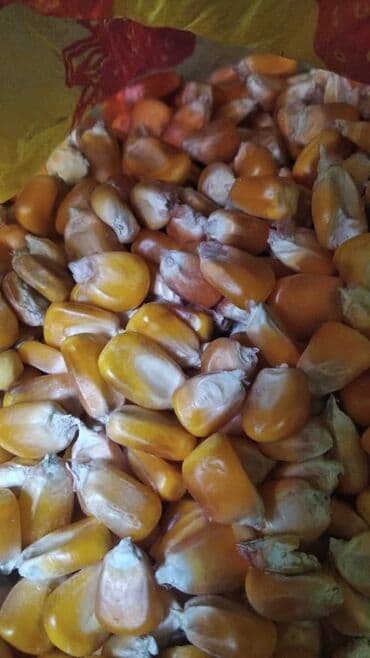 рисовая отруби: Куплю жугору кукурузу в любом количестве только звонить — 1