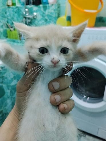 кошка токмок: Котята, к лотку приучены, две девочки и один мальчик, мальчик тот что — 2