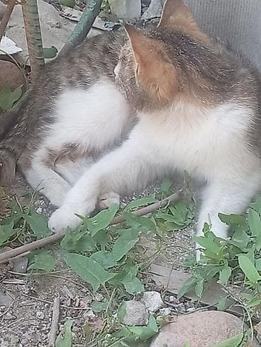 купить бенгальскую кошку: Домашняя кошка, короткошёрстная. Описание: - Окрас: белый с — 1