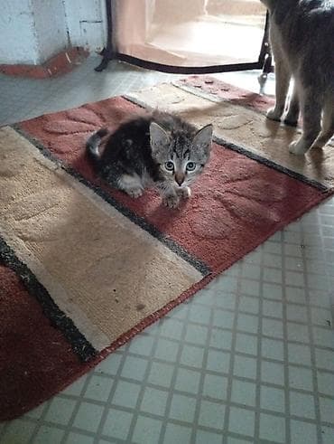 забавные котята: Отдадим в добрые руки котят2 месяца,в туалет ходят,кушают — 5