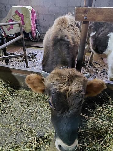 купить айширскую корову: Продаю | Бык (самец) | На откорм | Привязанные — 2