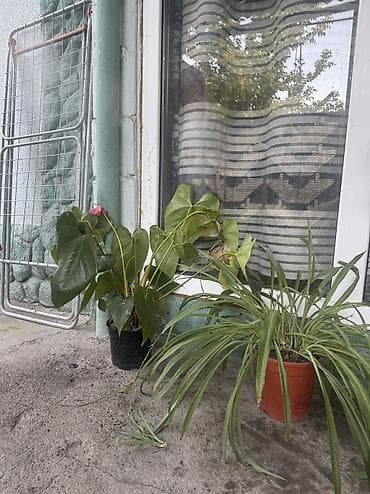 горшочные цветы: Набор комнатных растений в горшках ОТДАМ ВСЕ ЗА 4000✅ В ассортименте — 5