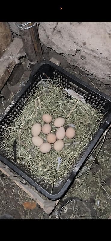 выдвижной ящик: Продаю | Куры | Домашняя | Для разведения — 2