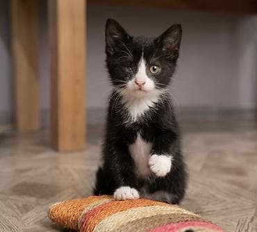 Продажа кошек: Кошка даром: Беспородная, 2 месяца, Мальчик, Приучена к лотку, Проглистована, С прививками — 3
