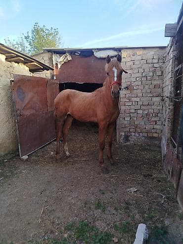 Үй жаныбарлары: Сатам | Байтал, Тай | Дончак | Көбөйтүү үчүн, Ат спорту | Асыл тукумдуу, Жасалма жол менен боозутуу — 3