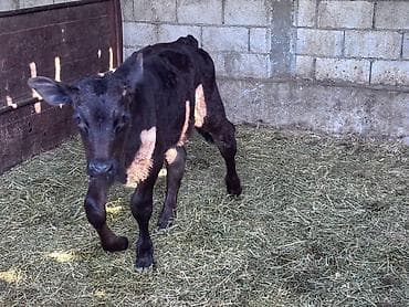 тор рыба: Продаю | Музоо, торпок | Голштин, Швицкая | На откорм, Для разведения | Искусственник — 2