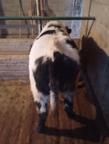 Собаки: Продаю | Тёлка | Бельгийская | На откорм, На забой, Для разведения | Искусственник — 5