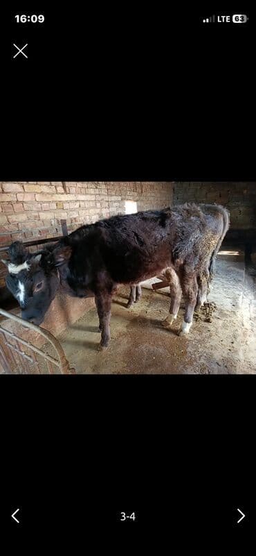 мука на корм: Продаю | Тёлка | На откорм, Для разведения, Для молока | Привязанные — 2
