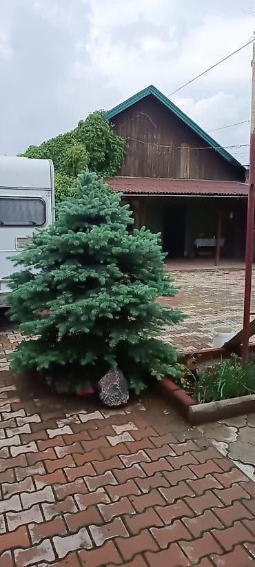 Дома: Продаётся ухоженный частный дом с большим асфальтированным двором и — 8