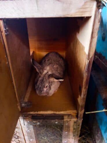 Зоотовары: Продаю кролиха два кролихи и один крол прошу по 1800 ступлю реальному — 3