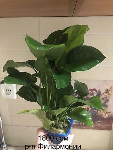 коендор: Анубиас для аквариума (Anubias barteri) - Классическое аквариумное — 1