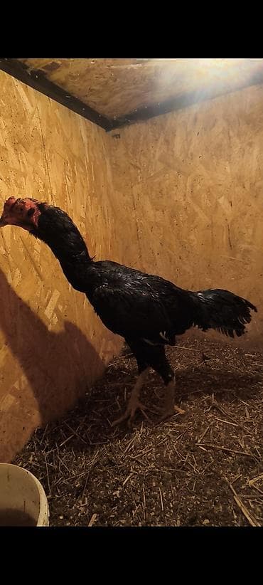 ярки: Продаю | Петух | Бойцовая | Для разведения — 2