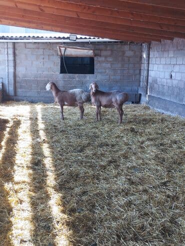 хомяк домашний купить: Продаю | Баран (самец) | Арашан | Для разведения | Осеменитель — 1