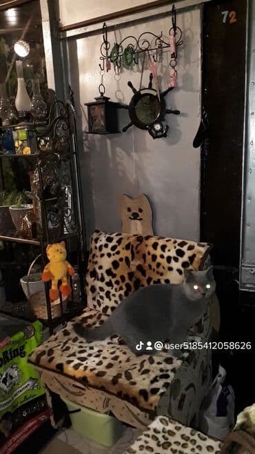 где купить домик для кошки: Для котиков и кошечек круглосуточная кото-гостиница г.Бишкек — 6