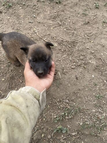 продажа щенков немецкой овчарки в бишкеке с документами: Бельгийская овчарка, 1 месяц, Самец, С родословной — 4