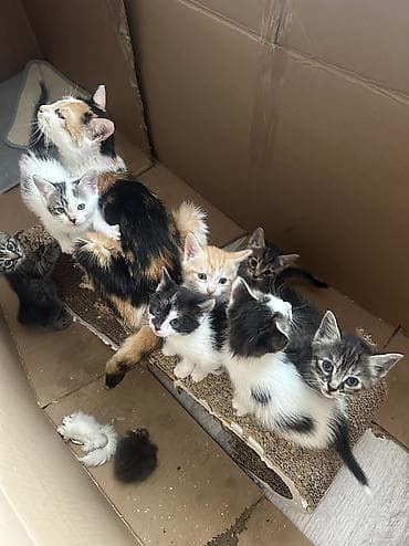 коты бесплатные: Отдаются даром котята в ответственные хорошие руки не как игрушка — 2