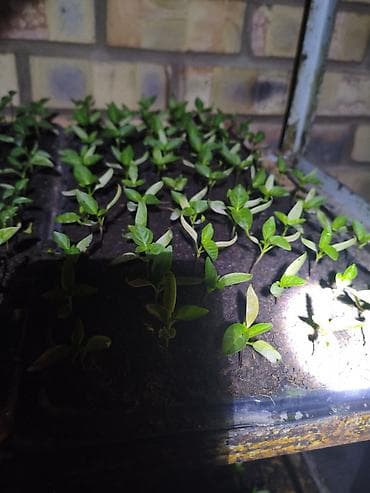 требуются танцовщицы: Кочот тиккени Кыз балдар керек . жатаканатамагы Бекер. ватсап — 3