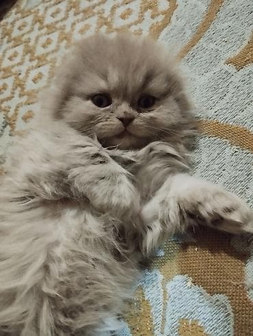 Скотиш Фолд (Шотландская вислоухая), 1 месяц, Девочка, Лиловый, Приучена к лотку