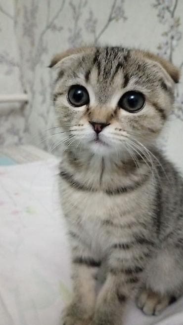 британские короткошерстные котята: Шотландский вислоухий котёнок (Scottish Fold) - Порода: шотландская — 1